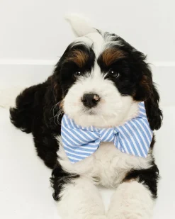 Petite Plume Dog Twill Bow Tie in Portsmouth Anchors